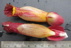 Costus zamoranus