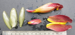Costus zamoranus