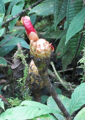 Costus zamoranus