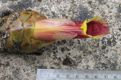 Costus zamoranus