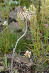 Antennaria anaphaloides