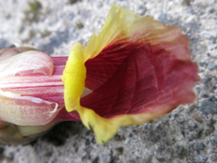 Costus zamoranus