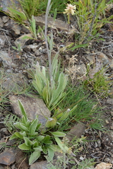Antennaria anaphaloides