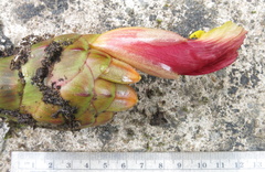 Costus zamoranus