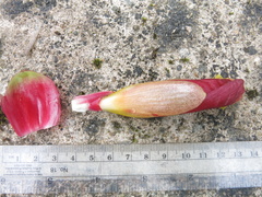 Costus zamoranus