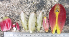 Costus zamoranus