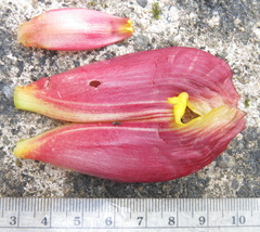Costus zamoranus