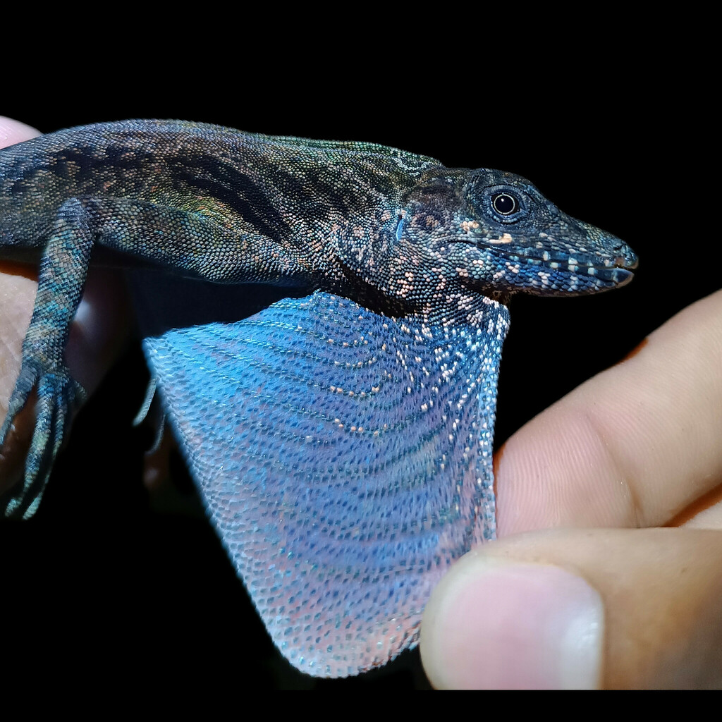 Rueda's Anole