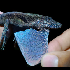 Rueda's Anole photo 1