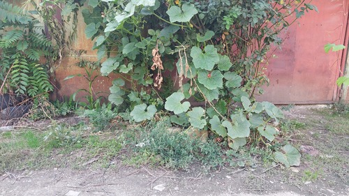 Cucurbita maxima