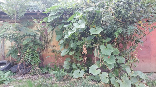 Cucurbita maxima