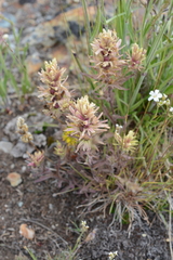 Castilleja thompsonii