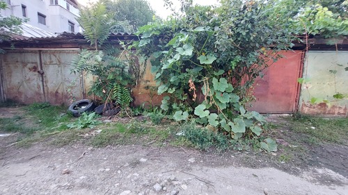 Cucurbita maxima