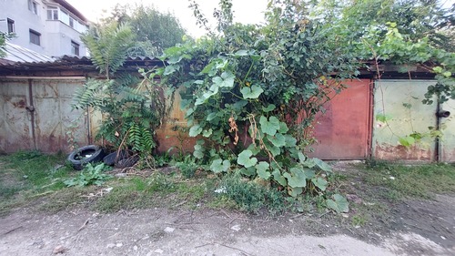 Cucurbita maxima