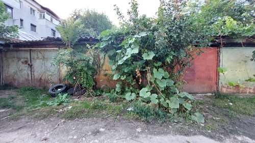 Cucurbita maxima