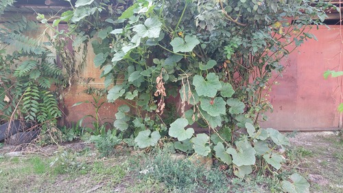 Cucurbita maxima