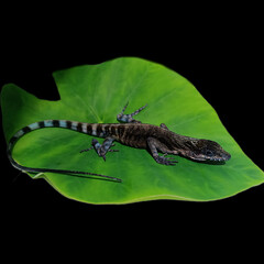 Rueda's Anole photo 2