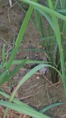 Lithobates sphenocephalus utricularius