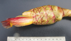 Costus zamoranus