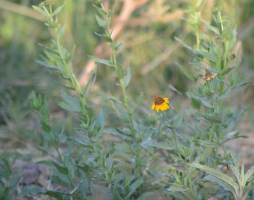 Helianthus laciniatus, photograph 5