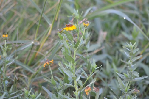 Helianthus laciniatus, photograph 6