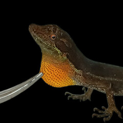 Granular Anole photo 2