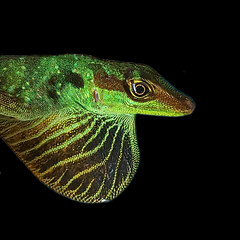 Speckled Anole photo 4