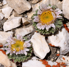 Townsendia condensata