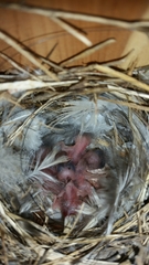 Troglodytes aedon parkmanii