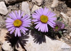 Erigeron pygmaeus