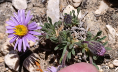 Erigeron pygmaeus