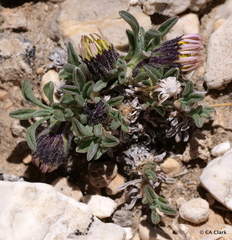 Erigeron pygmaeus