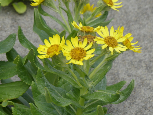 Seabeach Groundsel