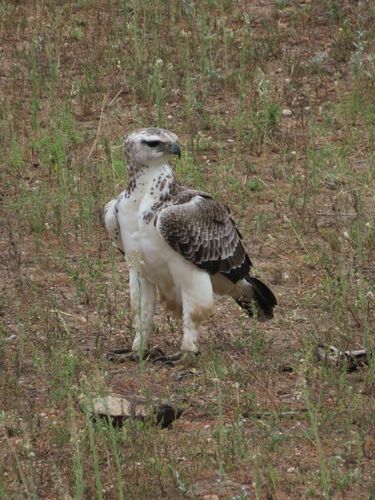 Martial Eagle (Polemaetus bellicosus), photo 7