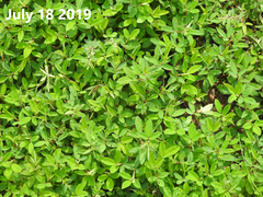 Kummerowia stipulacea