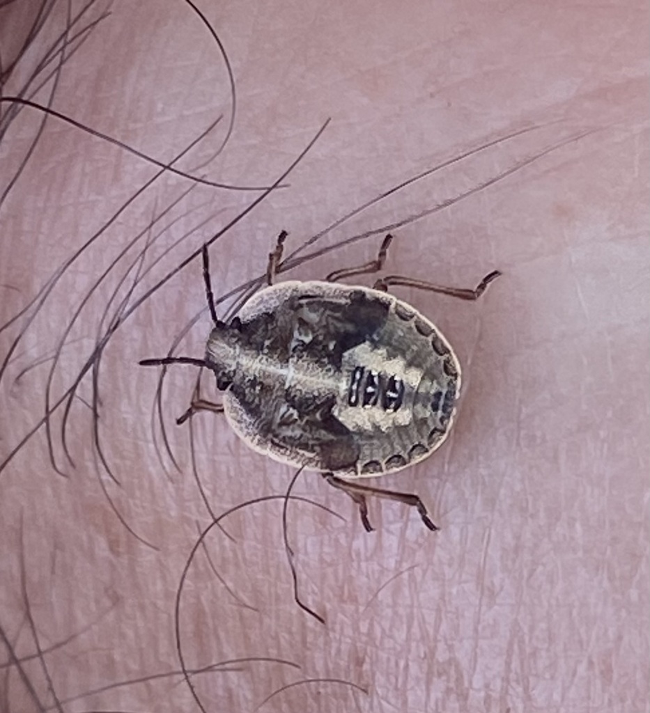 Nerve-winged Stink Bug