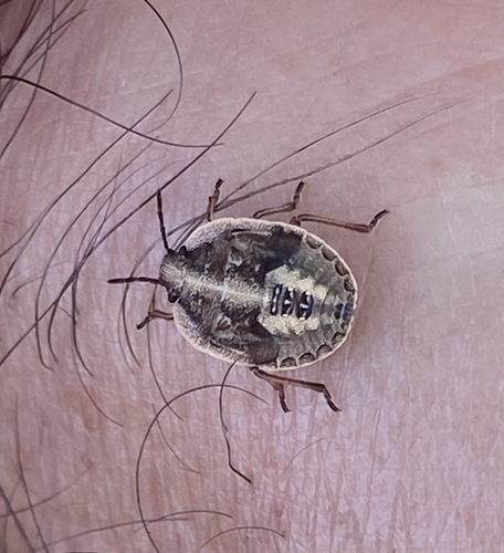 Nerve-winged Stink Bug