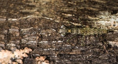 Amorphoscelis chinensis