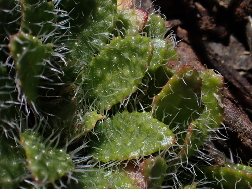 Image of Arabis aculeolata by (c) Nolan Exe, some rights reserved (CC BY)