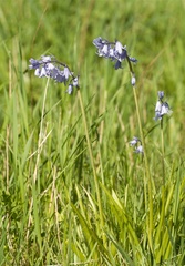 Hyacinthoides