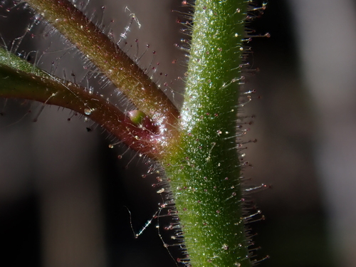 Image of Sairocarpus vexillocalyculatus by (c) Nolan Exe, some rights reserved (CC BY)