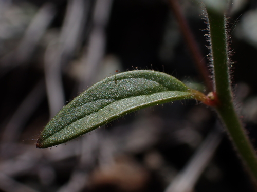 Image of Sairocarpus vexillocalyculatus by (c) Nolan Exe, some rights reserved (CC BY)