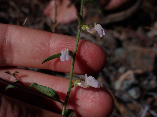 Image of Sairocarpus vexillocalyculatus by (c) Nolan Exe, some rights reserved (CC BY)