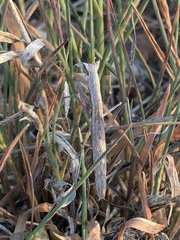 Yersiniops solitarius