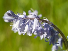 Hyacinthoides