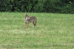 Canis latrans thamnos