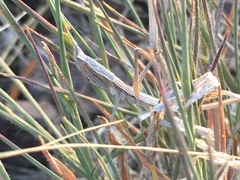 Yersiniops solitarius