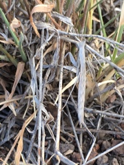 Yersiniops solitarius