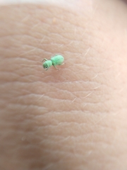 Pandeleteinus submetallicus