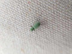 Pandeleteinus submetallicus